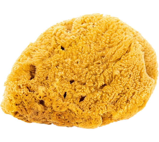 VEBA Natuurspons